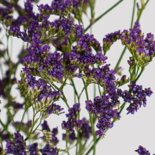 Limonium Lavander Detail