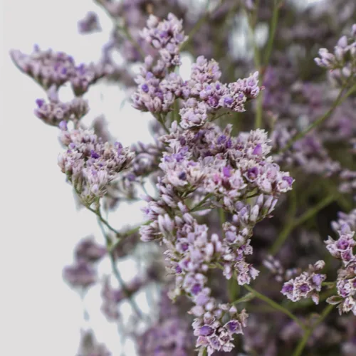 Limonium Lila Verde Detalle