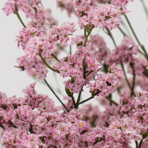 Limonium Sinesis Rosa Detalle