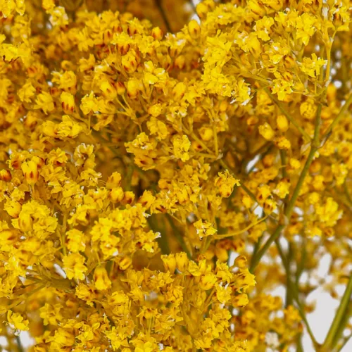 Panic Million Daisy Amarillo Detalle