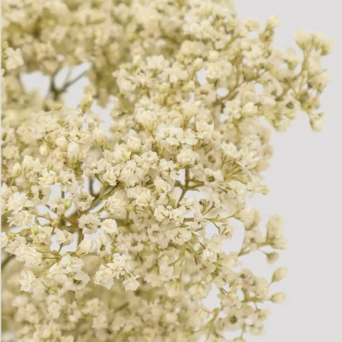 Paniculat Million Daisy Natural Detalle
