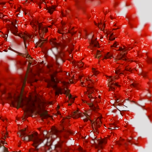 Paniculata Million Daisy Rojo Detalle