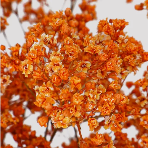 Paniculata Million Daisy Salmón Detalle