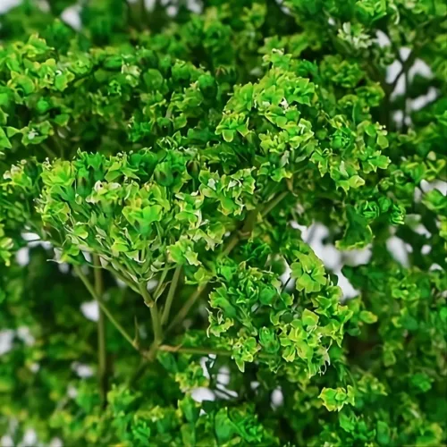 Paniculata-Million-Daysi-Verde