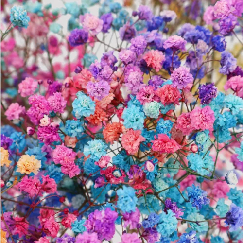 Paniculata Raimbow Mixto Detalle