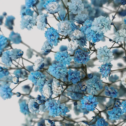 Paniculata Xlence Azul Detalle