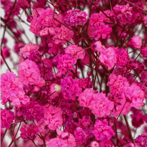 Paniculata Xlence Fuscia Detalle