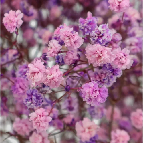 Paniculata Xlence Lavanda Detalle