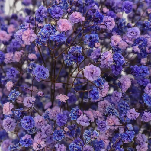 Paniculata Xlence Morado