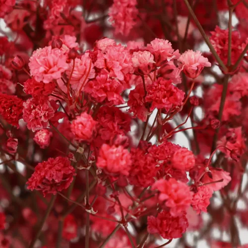 Paniculata Xlence Rojo Detalle