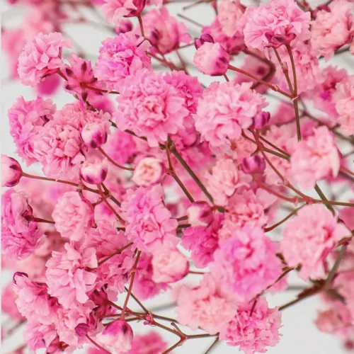 Paniculata Xlence Rosa Detalle