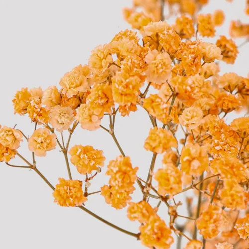 Paniculata Xlence Salmón Detalle