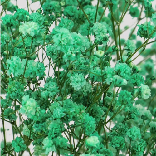 Paniculata Xlence Verde Detalle