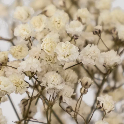 Paniculata lence Ani Natural Detalle