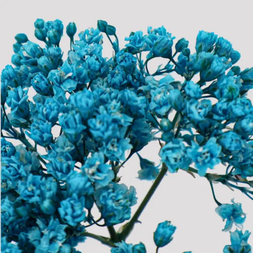 Paniculata million daisy Azul Detalle