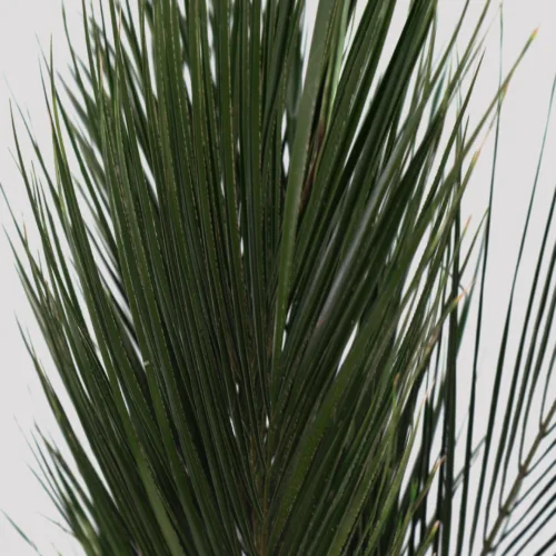 Robellini Verde Detalle