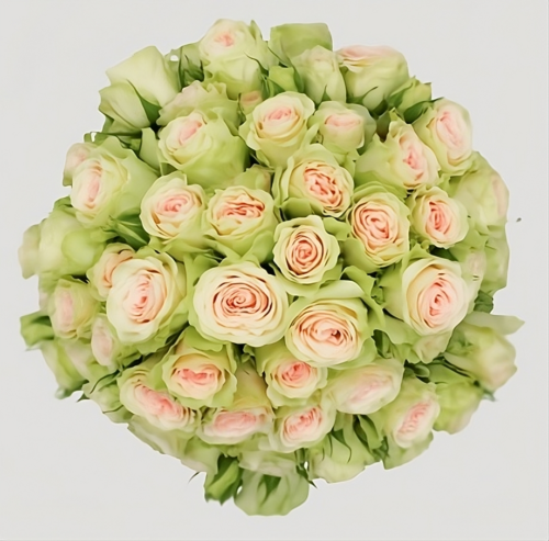 Spray Rose Fibonacci Yantra