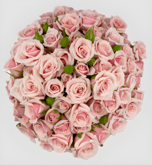 Spray Rose Pink Majolika