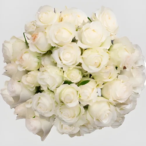 Rosa Ramificada Shinning Star