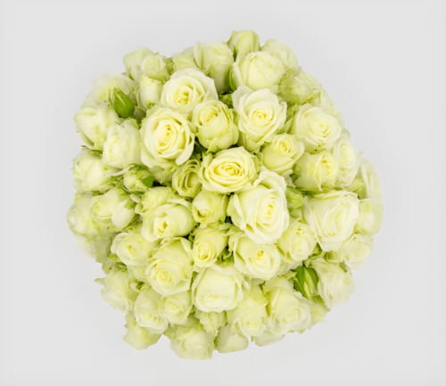 Spray Rose Sweet Dream