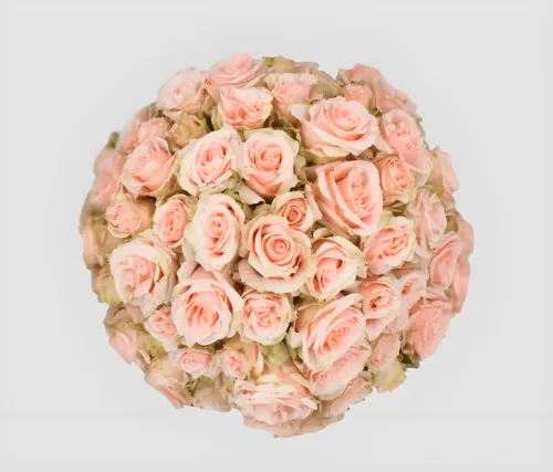Spray Rose Wedding Sensation