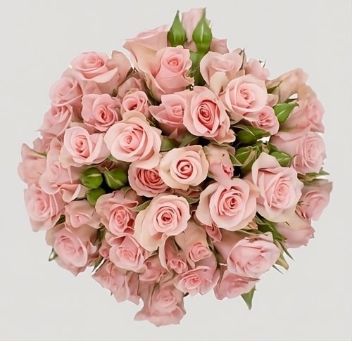 Spray Rose Elba