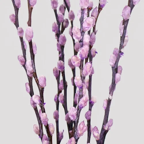 Salix Lavanda Detalle