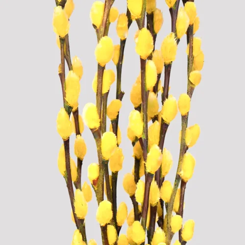 Salix_Amarillo_Detalle