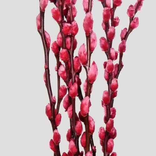 Salix_Rojo_Detalle
