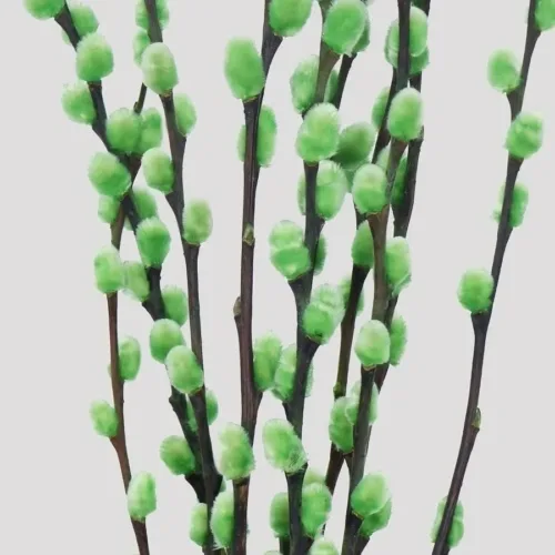 Salix_Verde_Detalle