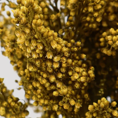 Solidago Amarillo Detalle