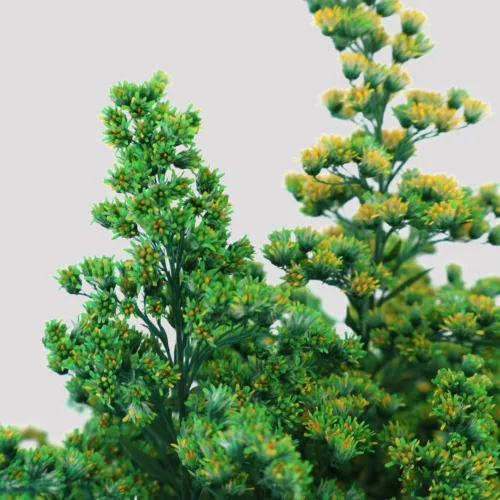 Solidago Azul Detalle