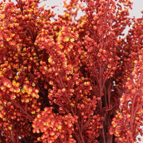 Solidago Burdeos Detalle