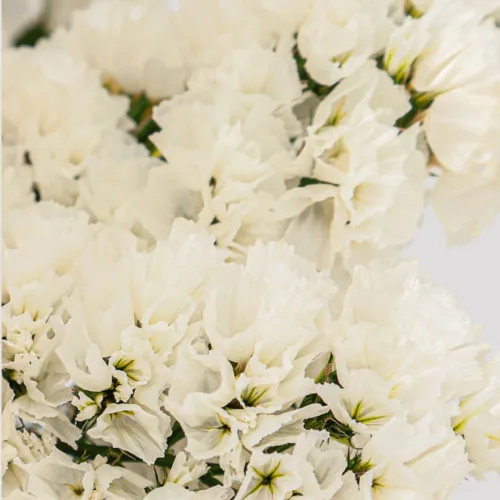 Statice Blanco Detalle