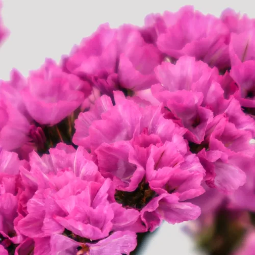 Statice Fucsia Detalle