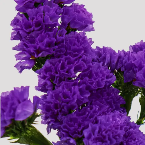 Statice Purple Detalle