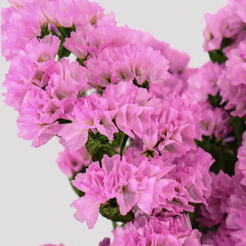 Statice Pink Detalil