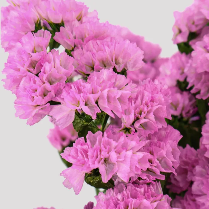 Statice - Pink - Santa Dorotea