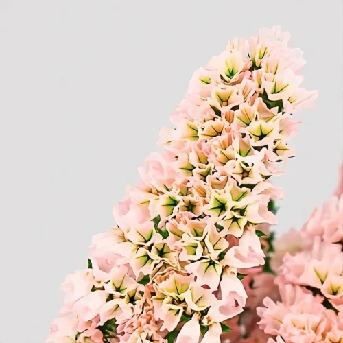Statice Pink Salmon Detail