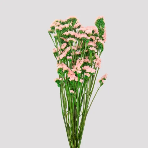 Statice Pink Salmon Geneal