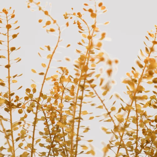 Thlaspi Bell Amarillo Detalle