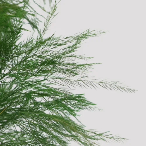 Tree Fern Verde