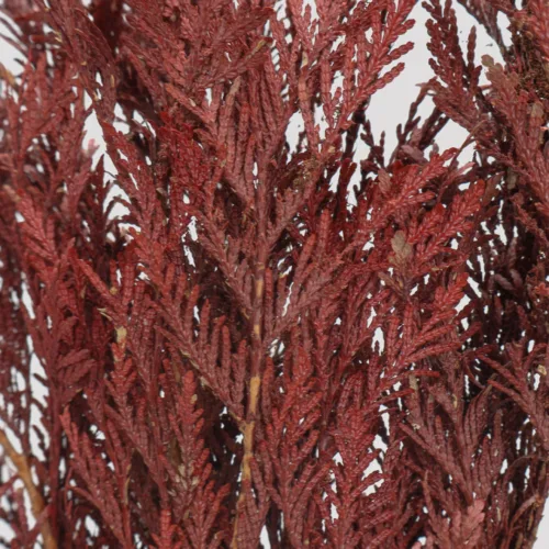 Tuya Orientalis Rojo detalle