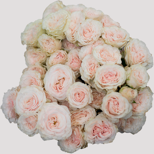Spray Rose Be True