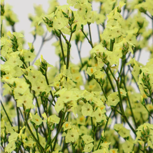 limonium sinesis amarillo Detalle