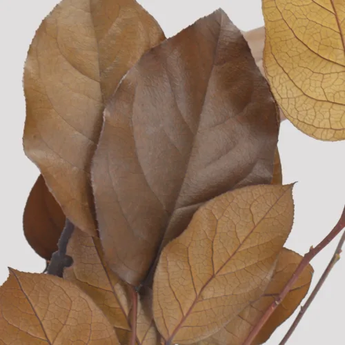 salal chocolate