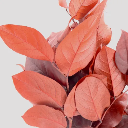 salal rojo