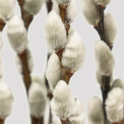 salix Snow Flake Natural Detalle