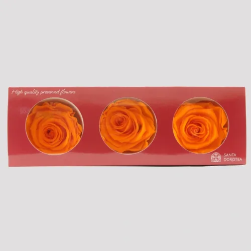 Preserved Orange Roses