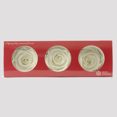 Preserved Ivory Roses
